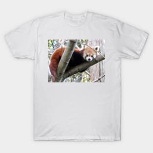 Red Panda T-Shirt